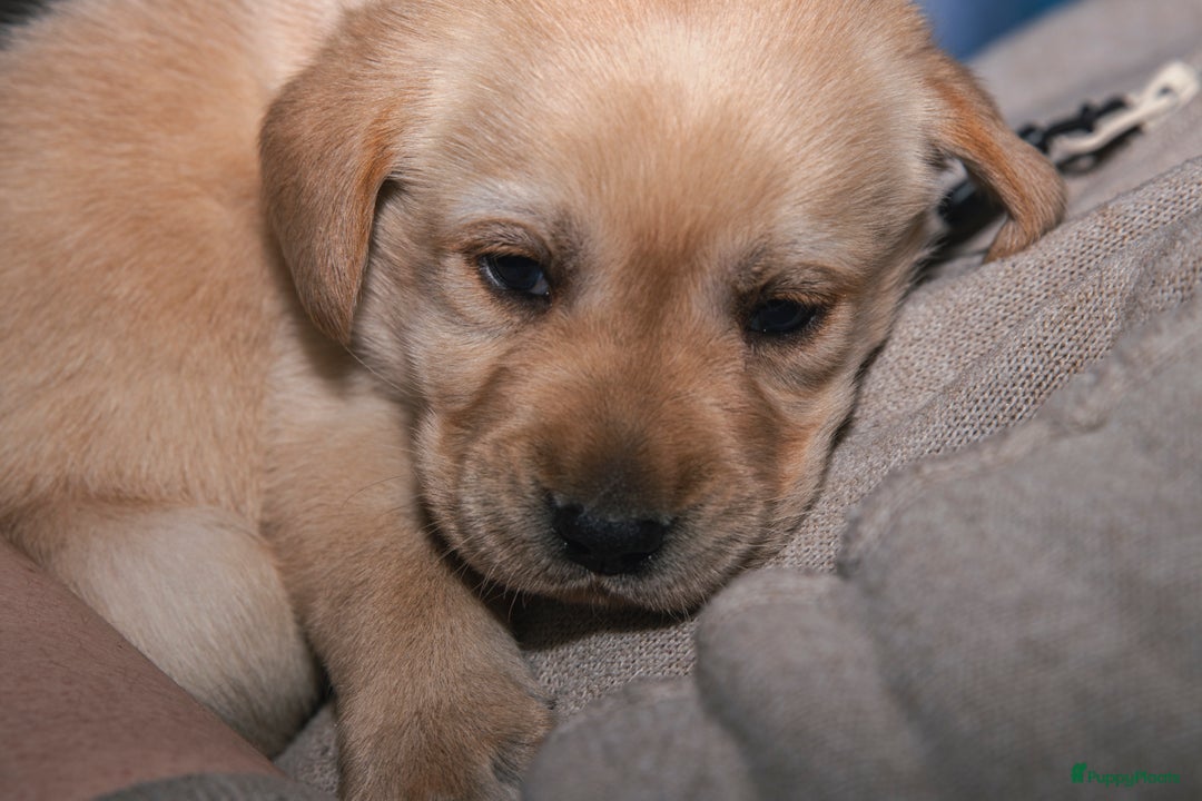 Labrador Retriever honden te koop: Raszuiver labrador pups mogen naar nieuw huisje  - Advertentie 9