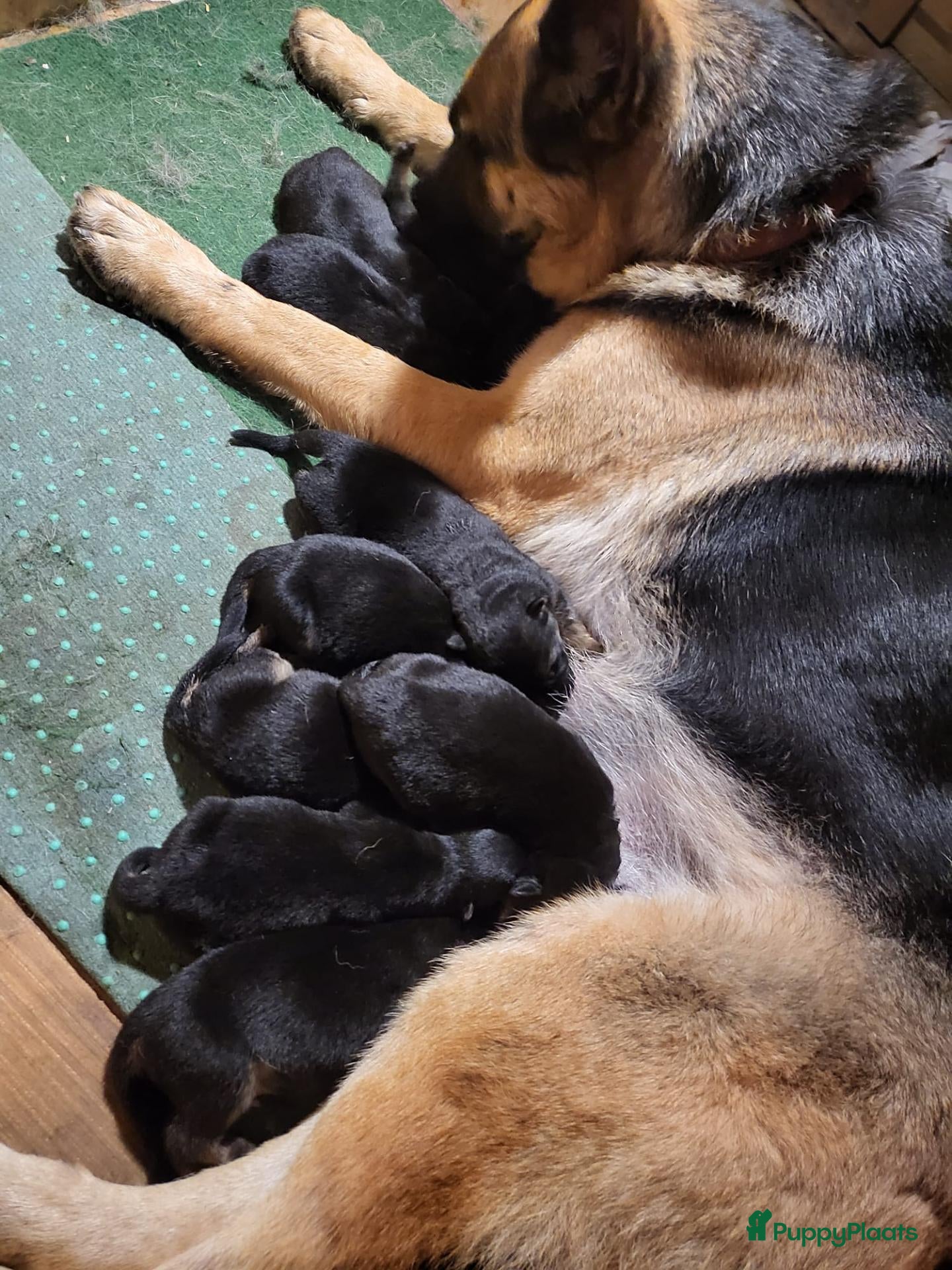 Duitse Herder honden te koop: Prachtig nest Duitse herder pups - Advertentie 1