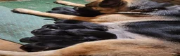 Duitse Herder honden te koop: Prachtig nest Duitse herder pups - Advertentie 1