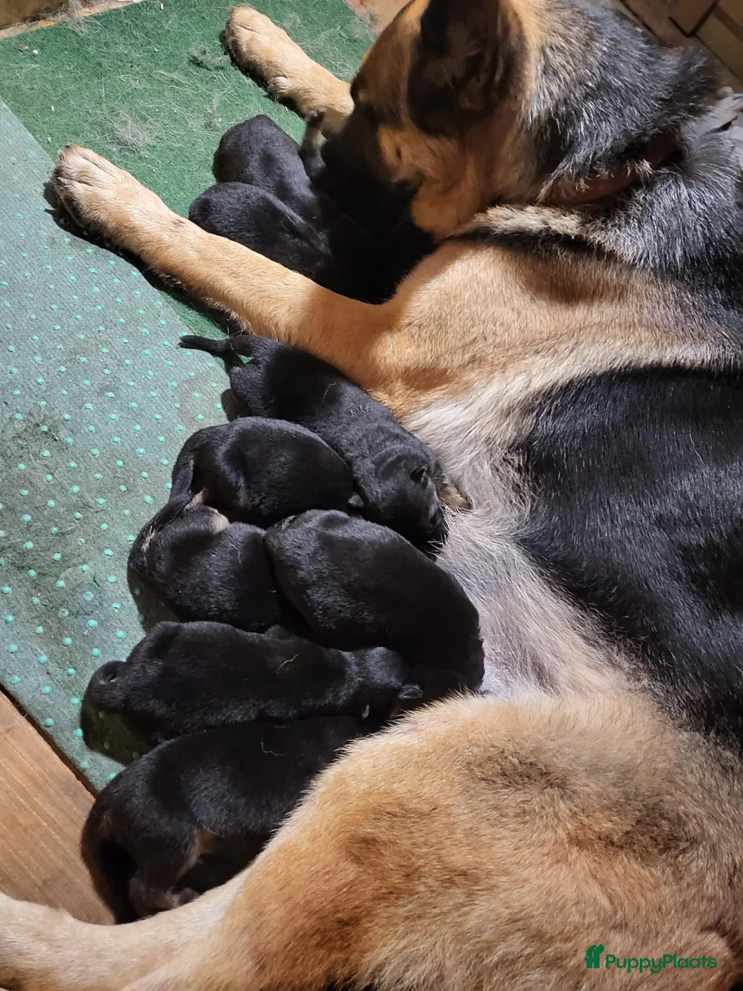 Duitse Herder honden te koop: Prachtig nest Duitse herder pups - Advertentie 1