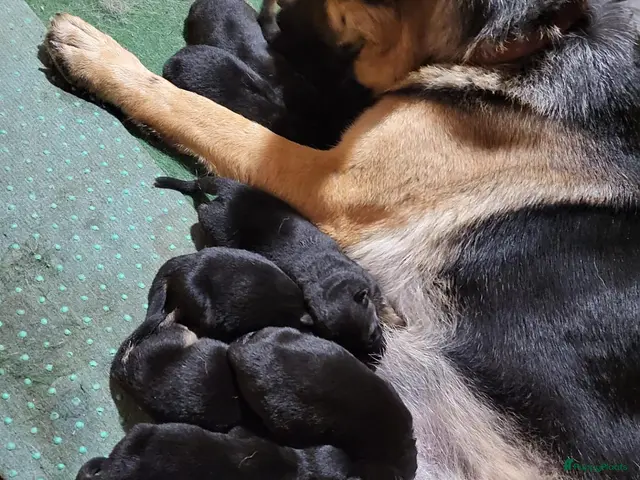 Duitse Herder honden te koop: Prachtig nest Duitse herder pups - Advertentie 1