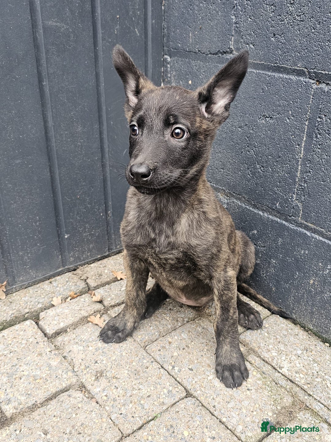 Kruising honden te koop: Mechelse x Hollandse herder - Advertentie 2