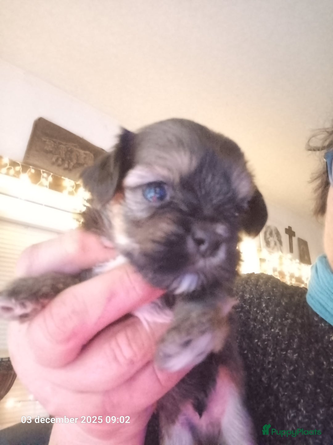 Kruising honden te koop: mooie pups tekoop kruissing klein blijvend - Advertentie 5