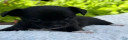 Chihuahua honden te koop: 2 mooie chihuahuapups. Teefje /reutje - Advertentie 3