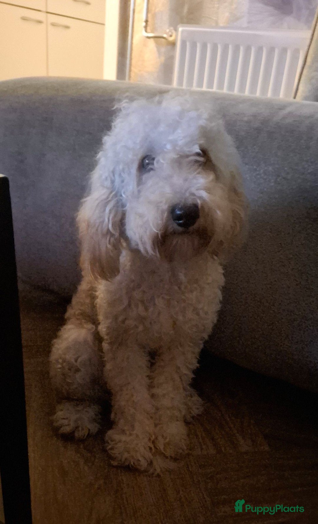 Australian Labradoodle honden te koop: 🎀 Prachtig Australian labradoodle teefje 🎀 - Advertentie 2