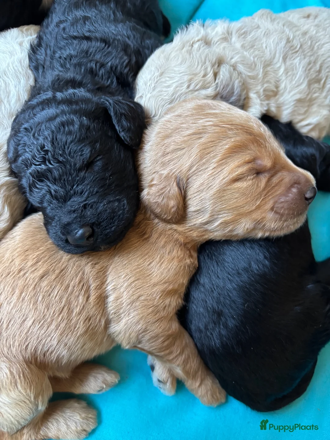 Labradoodle honden te koop: Labradoodle / 'Dubbel Doodle' pups geboren! - Advertentie 1