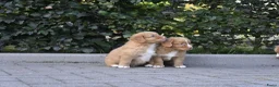 Nova Scotia Duck Tolling Retriever honden te koop: Nova Scotia Duck Tolling Retriever pups # Toller - Advertentie 17