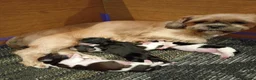 Shih Tzu honden te koop: Shih Tzu pups - Advertentie 6