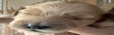 sproodle teef