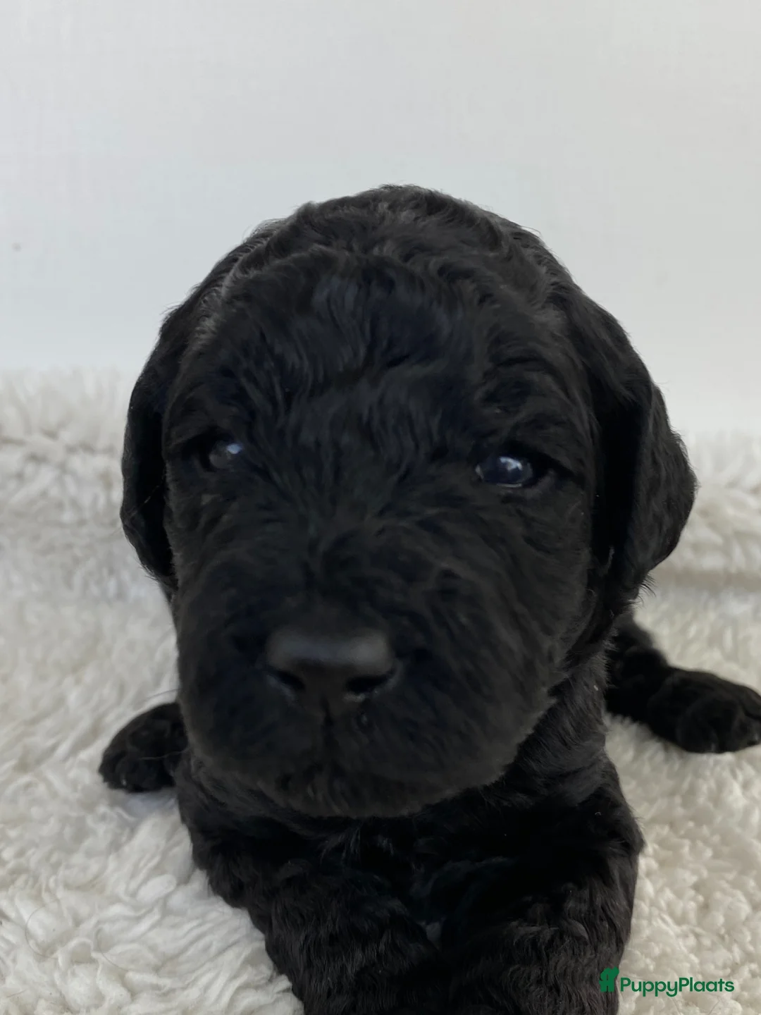 Australian Labradoodle honden te koop:  8 Puppies zijn geboren 12 april 2026 - Advertentie 2