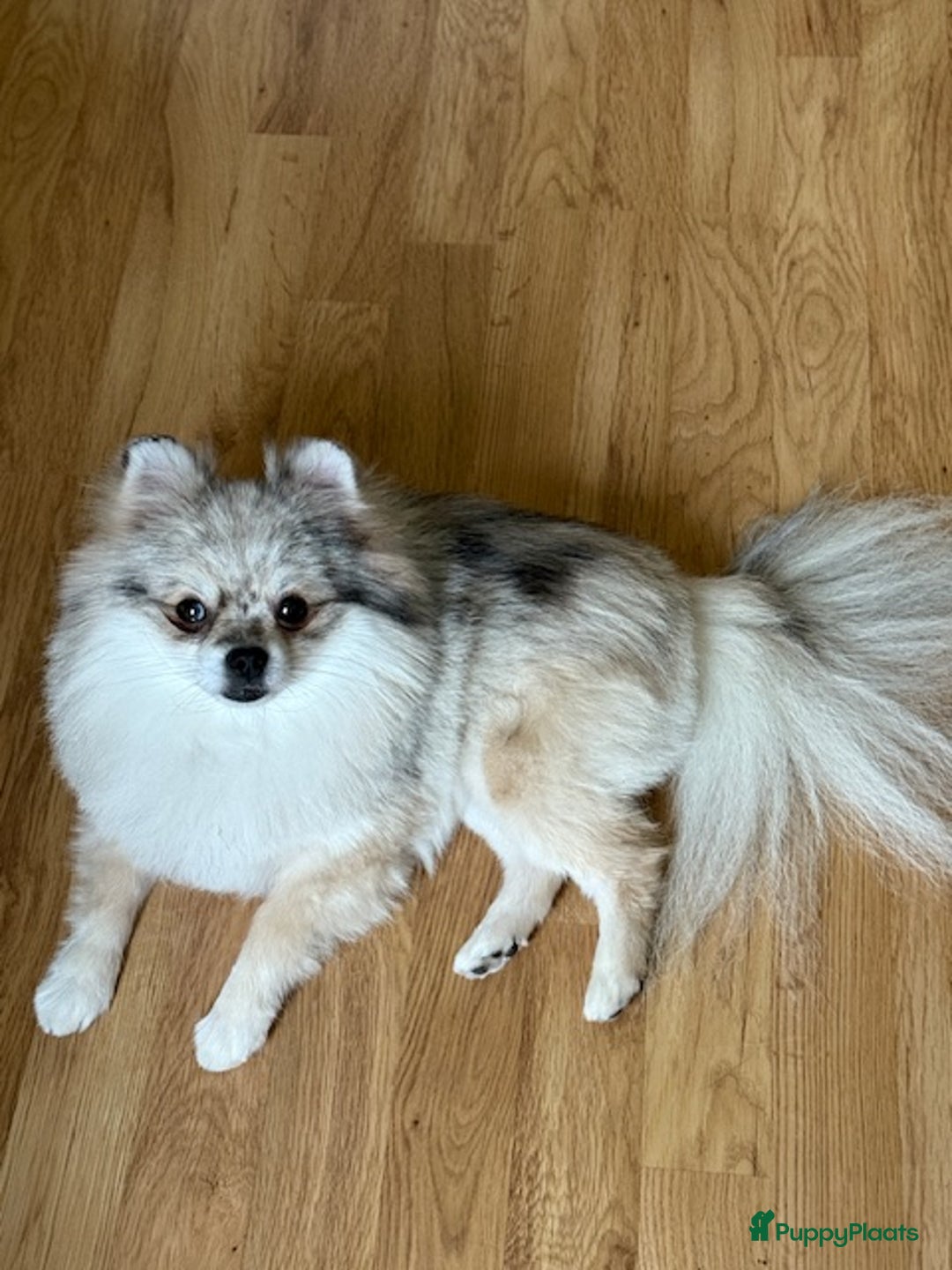 Pomeriaan honden te koop: Prachtig wit pomeriaan pupje, reu  - Advertentie 9