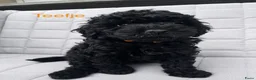 Poedel Toy honden te koop: Toypoedel - Advertentie 7