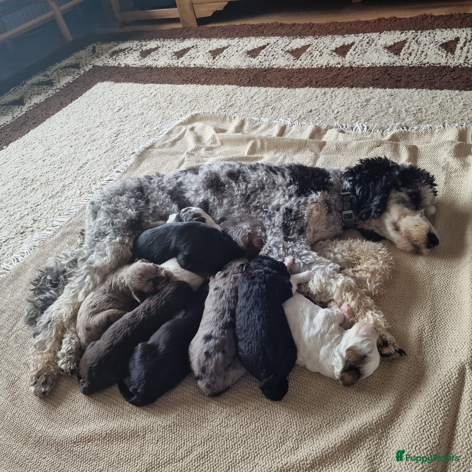 Kruising honden 🐾Middenslag, medium, Merle Poedel/Doodelpups!🐾- - Advertentie 11
