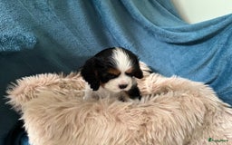 Cavalier King Charles Spaniel honden te koop: Cavalier King Charles Spaniel in Makkinga - Afbeelding 12