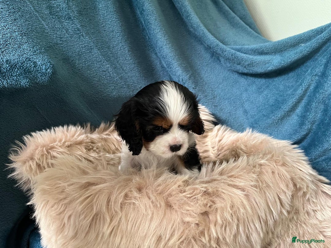 Cavalier King Charles Spaniel honden te koop: Cavalier King Charles Spaniel in Makkinga - Afbeelding 12