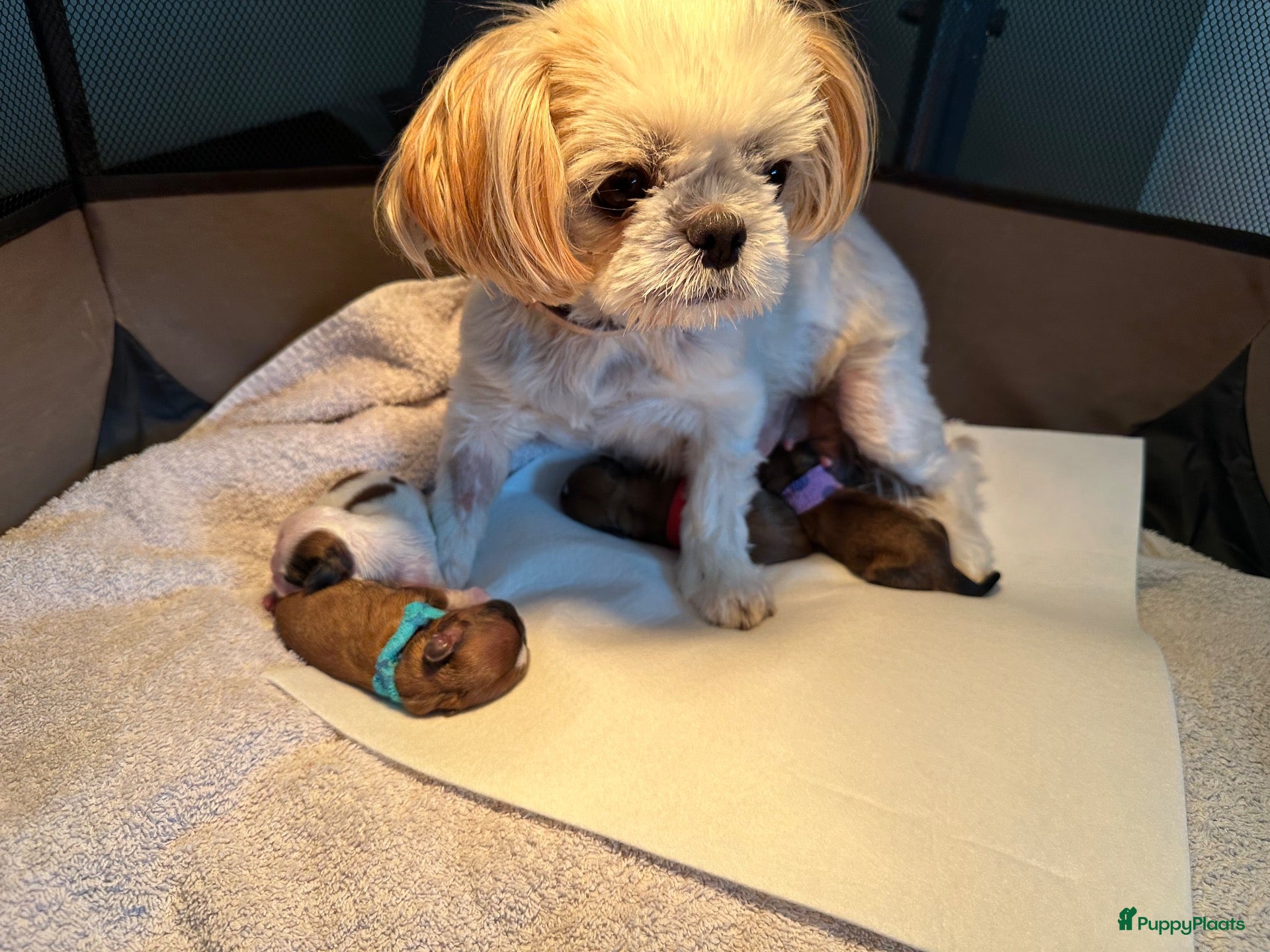 Shih Tzu honden Shih tzu pups  - Advertentie 11