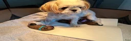 Shih Tzu honden te koop: Shih tzu pups  - Advertentie 1