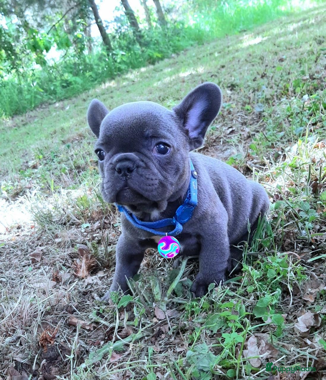 Franse Bulldog honden Franse Bulldog pupps - Advertentie 5