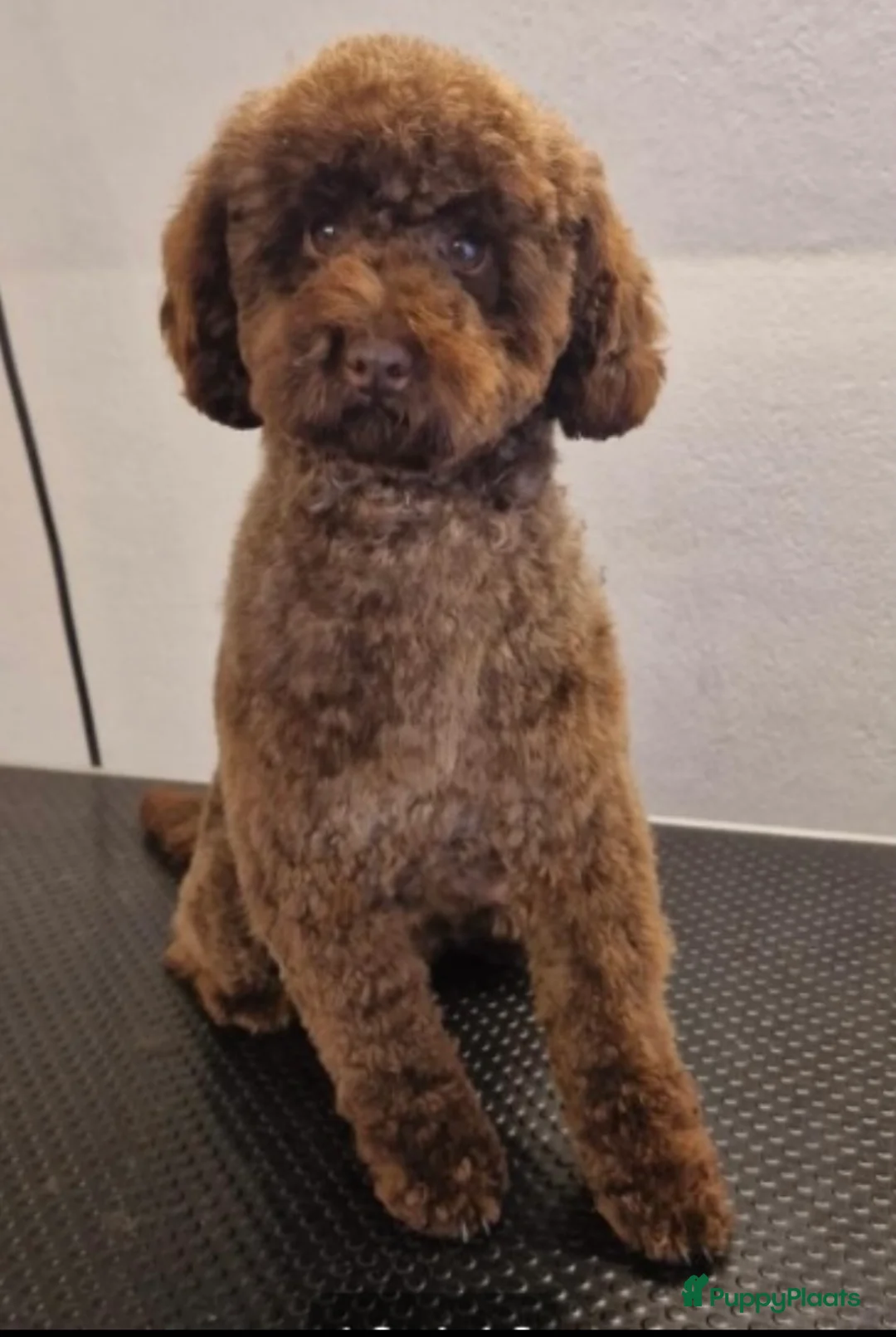 Shihpoo honden te koop: Prachtige choco Shihpoo’s te reserveren - Advertentie 6