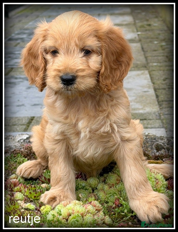 Cockapoo honden Cockapoo pups - Advertentie 1