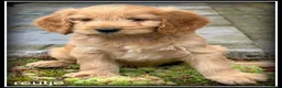 Cockapoo honden te koop: Cockapoo pups - Advertentie 3
