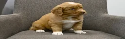 Nova Scotia Duck Tolling Retriever honden te koop: Nova Scotia Duck Tolling Retriever pups # Toller - Advertentie 27