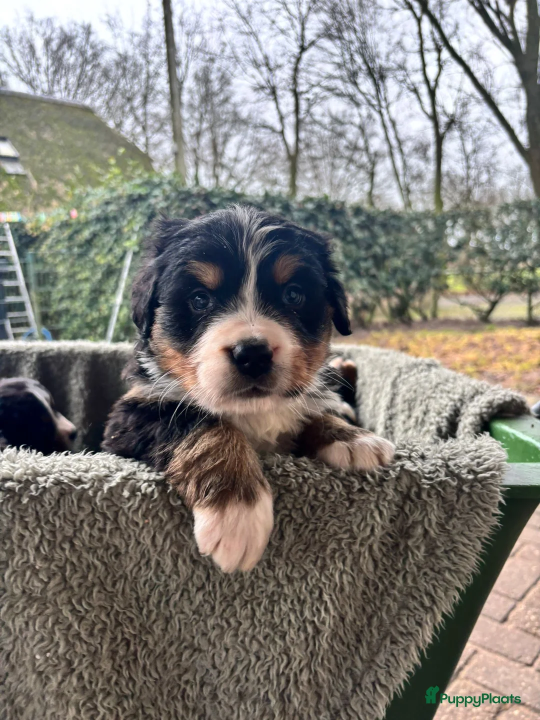 Berner Sennenhond honden te koop: Berner/sennen teefje - Advertentie 2