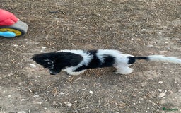 Poedel honden te koop: Prachtig mooi harlekijn koningspoedel teefje✨🐾 - Advertentie 3