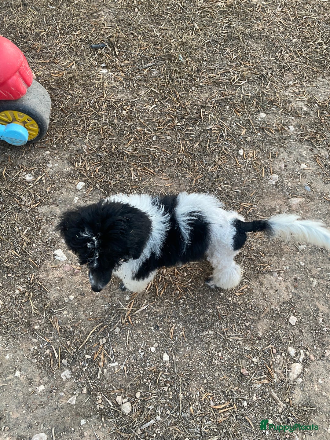 Poedel honden te koop: Prachtig mooi harlekijn koningspoedel teefje✨🐾 - Advertentie 3