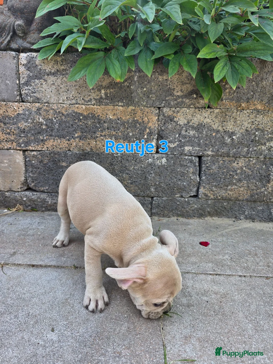 Franse Bulldog honden te koop: Mooie franse bulldog pups mogen nestje verlaten  - Advertentie 22