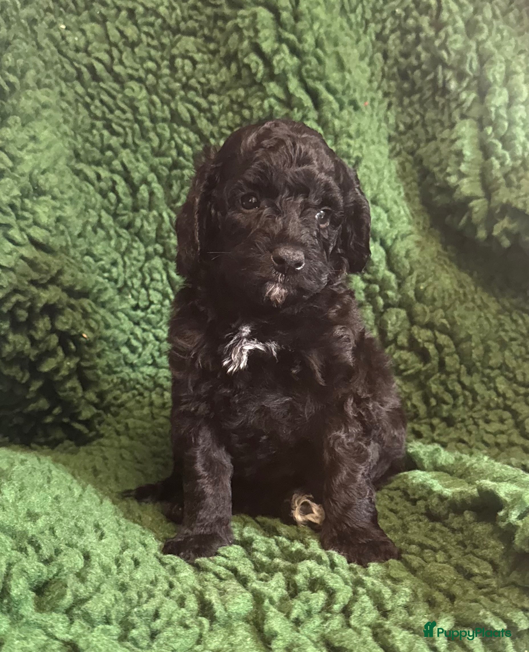Australian Labradoodle honden Te koop mini Australian LAbradoodles - Advertentie 6