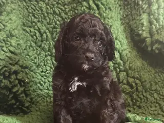 Australian Labradoodle honden Te koop mini Australian LAbradoodles - Advertentie 6