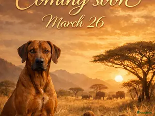 Rhodesian Ridgeback honden Pups verwacht 6 maart (België) - Advertentie 4