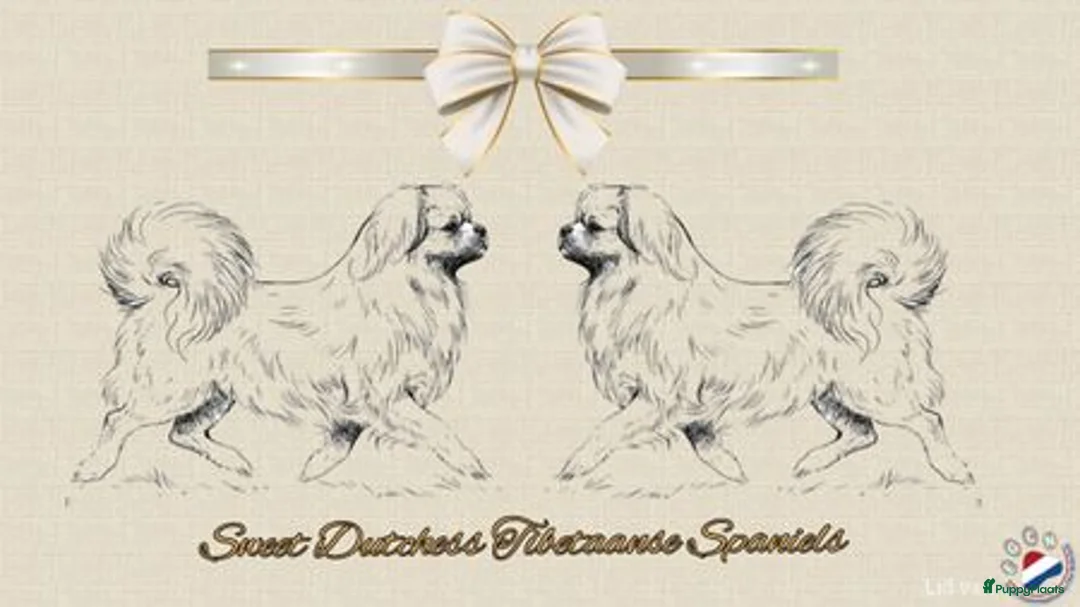 Galerij afbeelding {{count}}