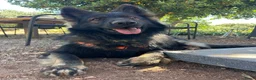 Duitse Herder honden te koop: Bruno (1,5 jr) zoekt een nieuw thuis in Putten - Advertentie 5