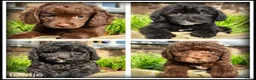 Kruising honden te koop: Boompoo F1b pups. Boomer x Poedel .middelslag. - Advertentie 2
