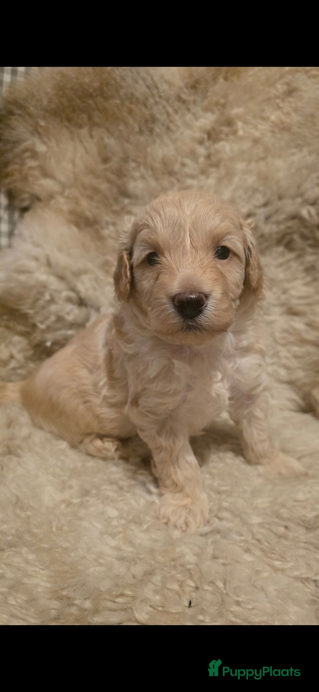 Goldendoodle honden te koop: Goldendoodle multigen middenslag reu te koop - Advertentie 2