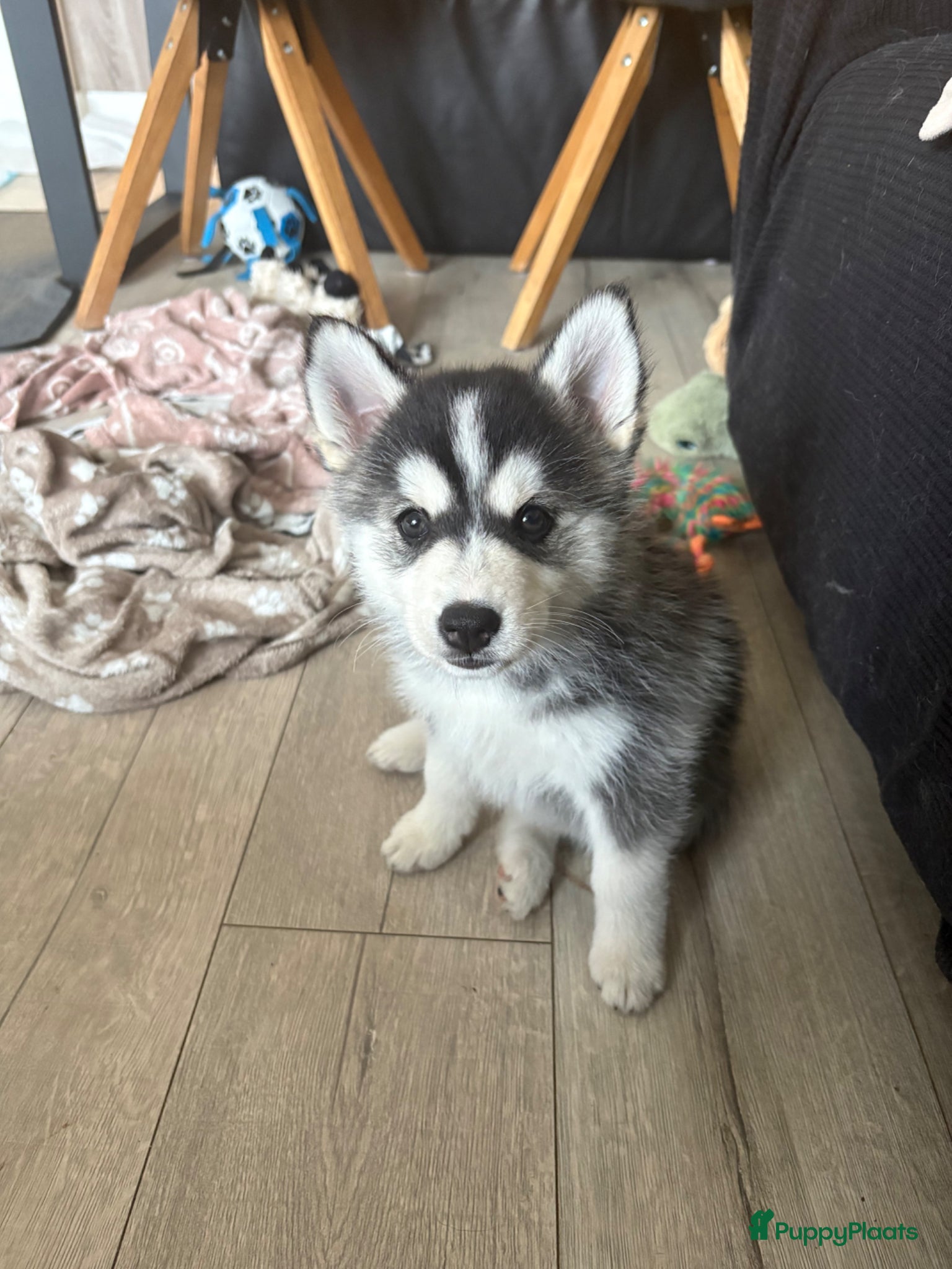 Pomsky honden te koop: pomsky F1 puppy’s mogen het nest verlaten in Geertruidenberg - Advertentie 4