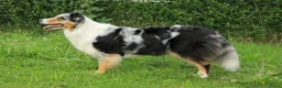 Australian Shepherd honden te koop: Australian Shepherd pups beschikbaar - Advertentie 10