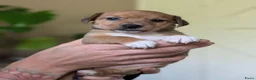 Jack Russel Terriër honden te koop: Nog 1 uniek gekleurd teefje - Advertentie 3