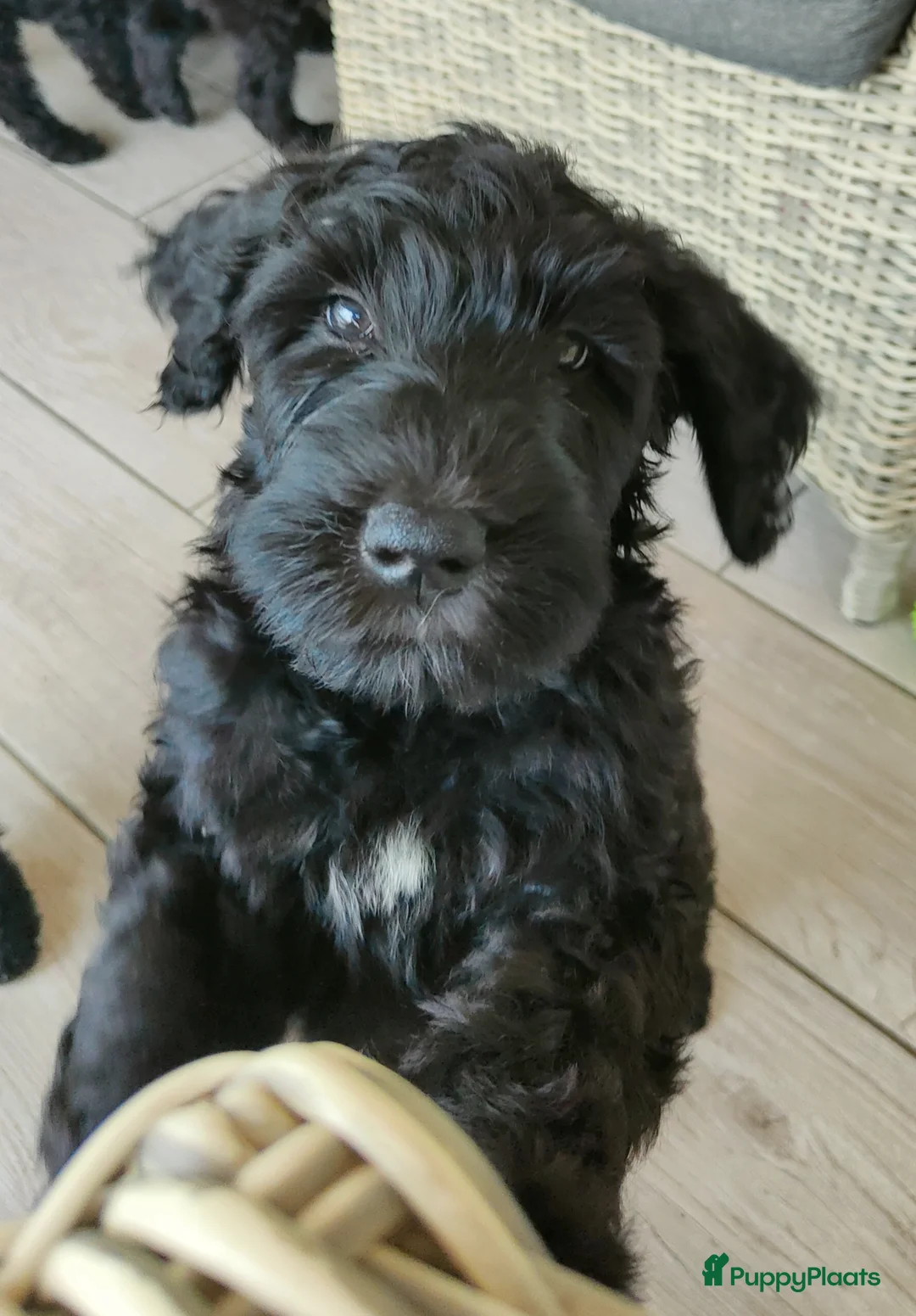 Labradoodle honden te koop: zwarte f4 multigen labradoodle pups - Advertentie 26