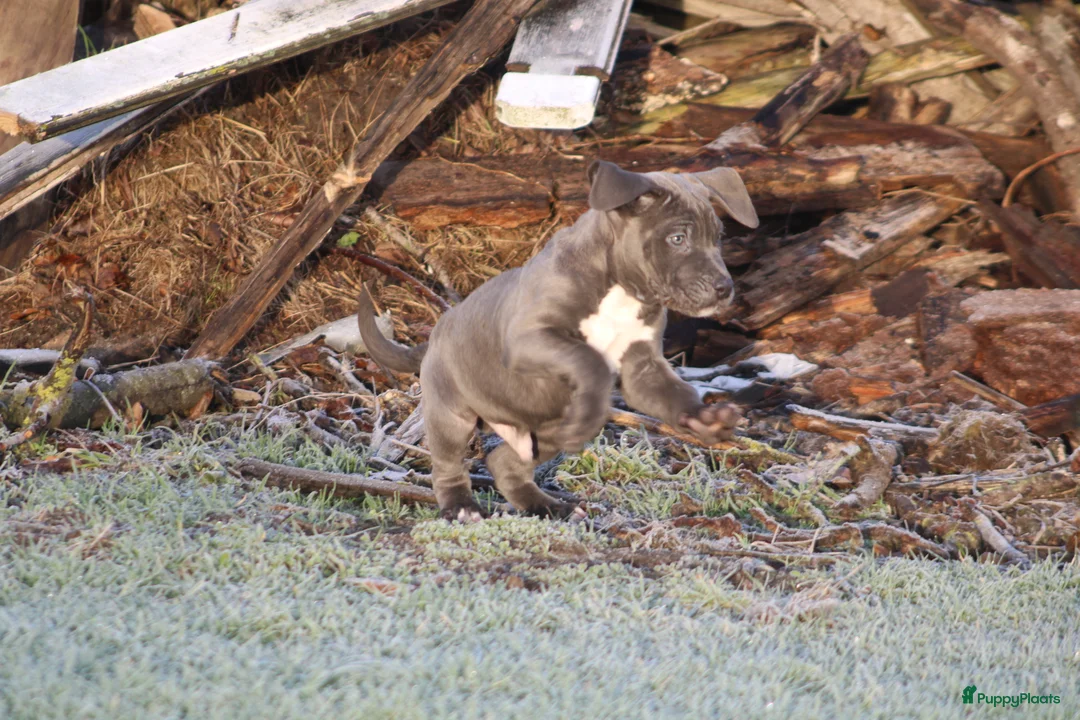 Amerikaanse Bully honden te koop: American Bully pups Abkc - Advertentie 9