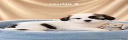 Boomer honden te koop: Super mooie boomer pups maltezer maal shih tzu - Advertentie 3