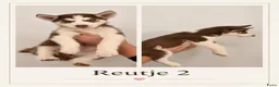 Siberische Husky honden te koop: Husky Pups - Advertentie 2