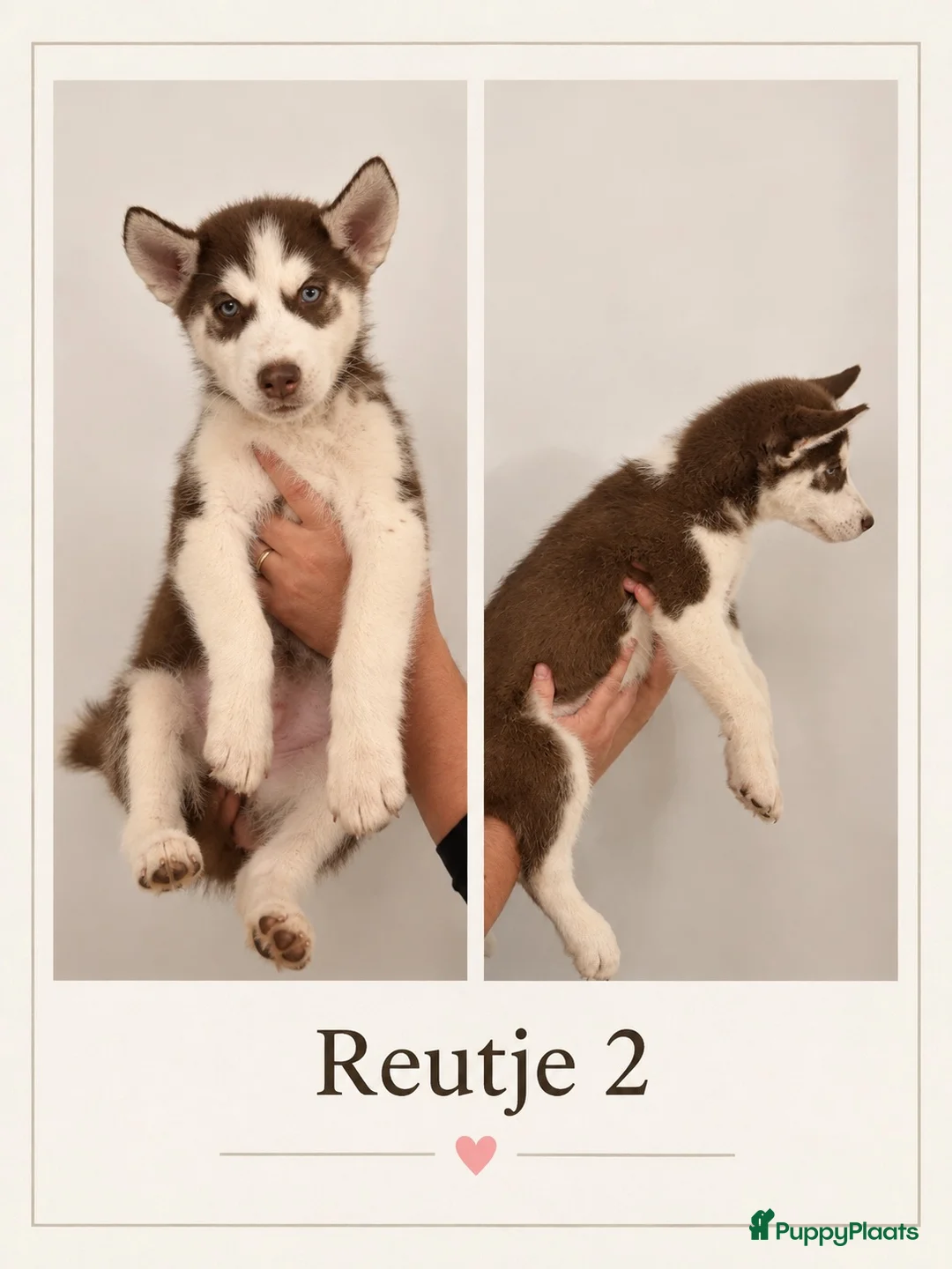 Siberische Husky honden te koop: Husky Pups - Advertentie 2