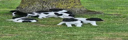 Friese Stabij honden te koop: mooie stabij pups in IJhorst - Advertentie 8
