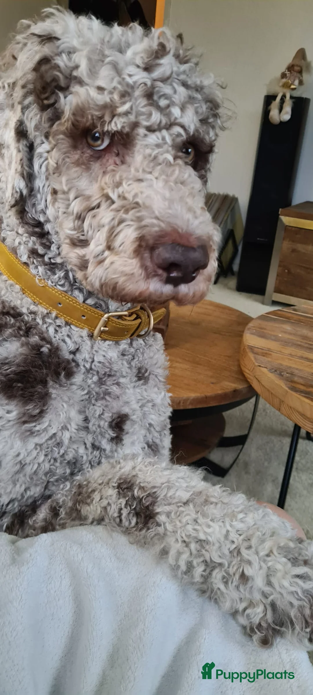 Goldendoodle honden ter dekking: Mooie Goldendoodle Dekreu  - Advertentie 6