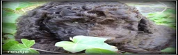 Labradoodle honden te koop: Labradoodle mini +/- 40 cm Mogen het nest verlaten - Advertentie 2