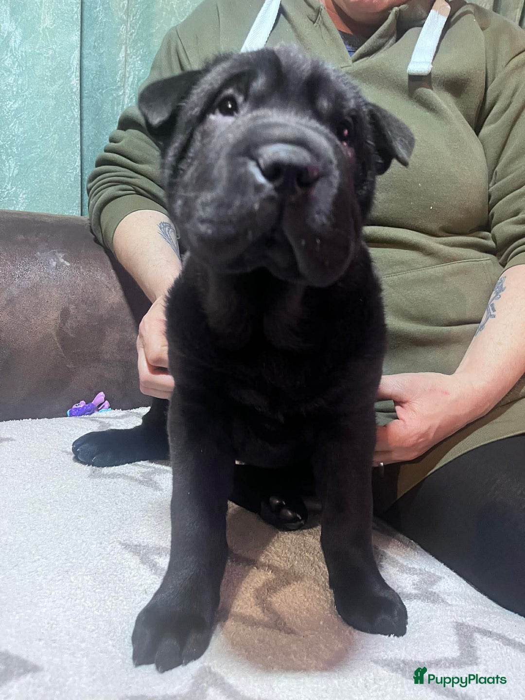 Shar Pei honden te koop: Sharpei - Advertentie 7