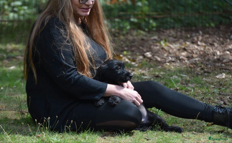 Boomer honden - Advertentie 15